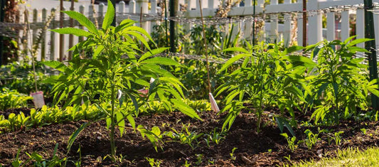 How Homegrown Hemp Can Improve Your Life