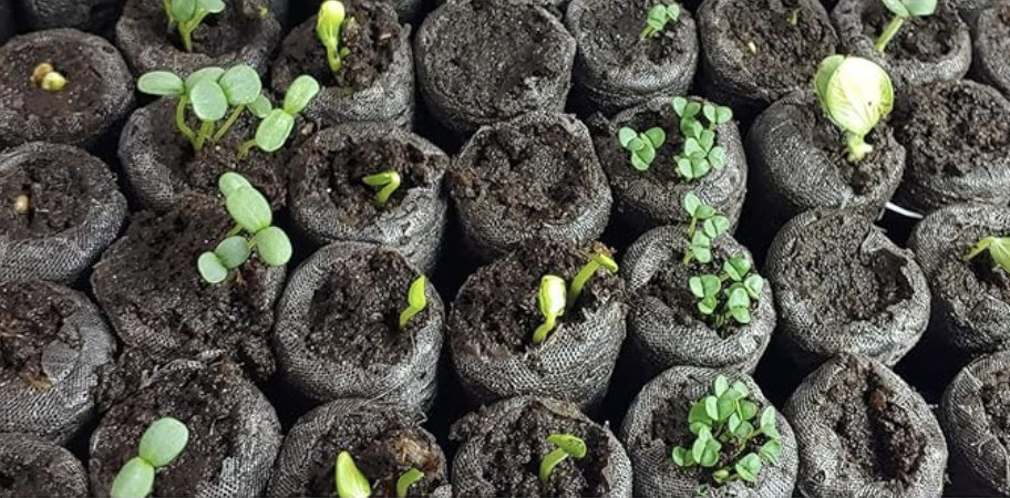 Grow Your Own Reefer: Auto Flowering Cannabis Seeds