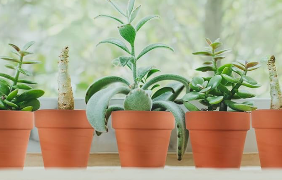 Grow Your Own Reefer: Auto Flowering Cannabis Seeds